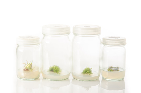 plant tissue culture in the laboratory on white background