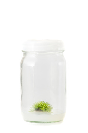 plant tissue culture in the laboratory on white backgroundの写真素材