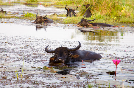 Herd of Thai water buffalo cooling during the dayの写真素材