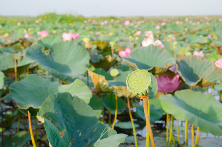 calyx of lotus seed in nature. calyx of lotus seed in lakeの写真素材