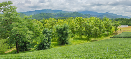 Tea plantations in the north of Thailand.の写真素材