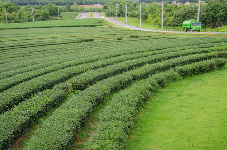 Tea plantations in the north of Thailand.の写真素材