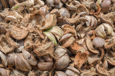 pile of coconut husk in coconut plantationの写真素材