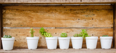 the Small different types of cactus plants.の写真素材