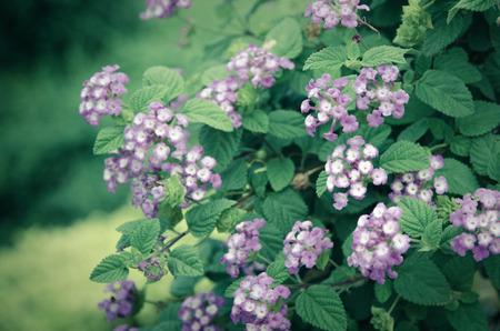 Lantana or Wild sage or Cloth of gold or Lantana camara flower in the garden