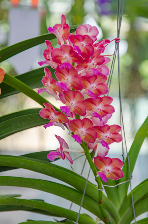 Beautiful Orchid in garden,colorful orchid in gardenの写真素材