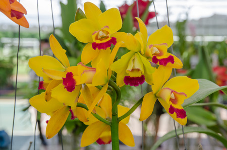 Beautiful Orchid in garden,colorful orchid in gardenの写真素材
