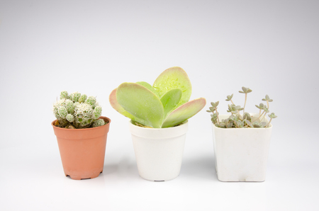small cactus in a pot isolated on white backgroundの写真素材