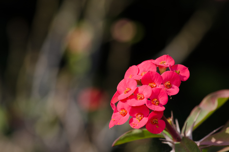 The Crown of thorns, Christ Thorn.Desert Rose (Desert Rose).の写真素材