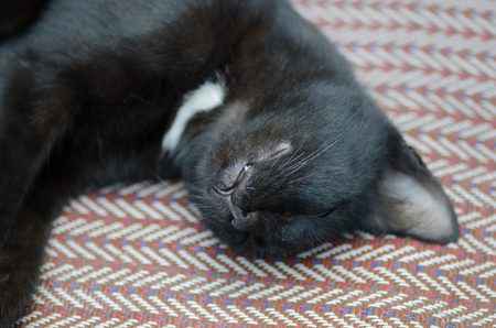 Cute black and white cat is sleeping on the floor. Sleeping cat.の写真素材