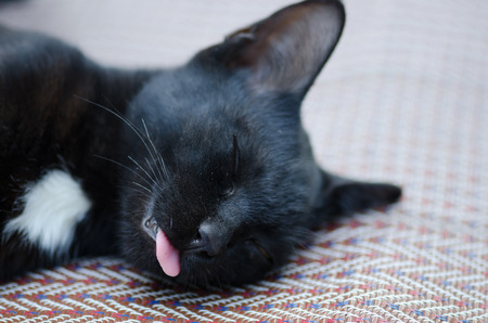 Cute black and white cat is sleeping on the floor. Sleeping cat.の写真素材
