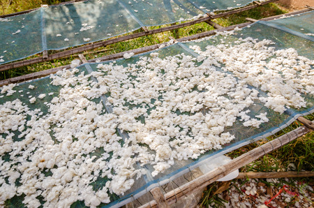 Dried scales of fish,Raw materials for cosmetics productionの写真素材