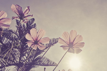 Pink cosmos flower family fompositae, cosmos flower in fieldの写真素材