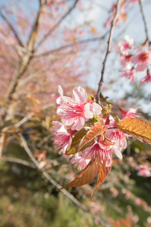 sakura, Spring cherry blossom with soft background.の写真素材