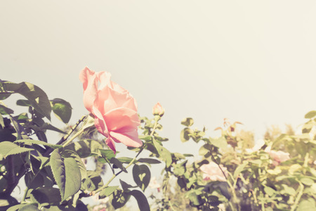 Beautiful pink rose, photographed in the garden.の写真素材