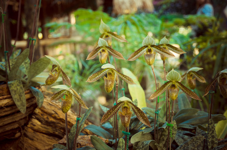 Orchid, Paphiopedilum, Paphiopedilum villosum ,flowersの写真素材