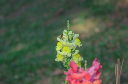 Snap dragon (Antirrhinum majus) blooming in gardenの写真素材
