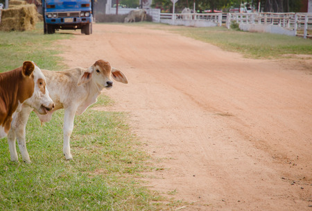 Asian bloodline cow in farmの写真素材