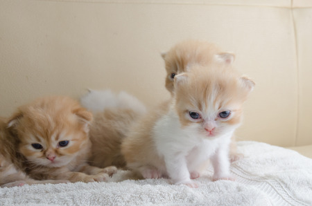 Cute little grey kitten lying towel, on sofaの写真素材