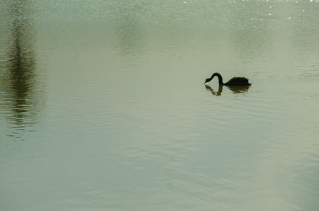 The red bill black swan swimming on the lakeの写真素材