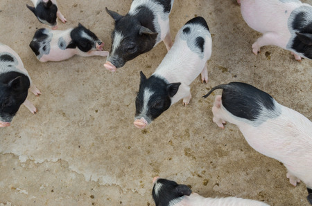 pig's noses in farmの写真素材
