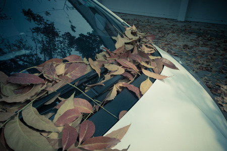 Fallen leaves on a white car.の写真素材