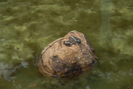 Bullfrog on a stone in a pondの写真素材