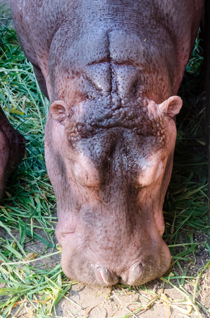 Close-up of heppopotamus eating in the zoo