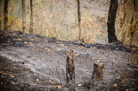 forest after fire