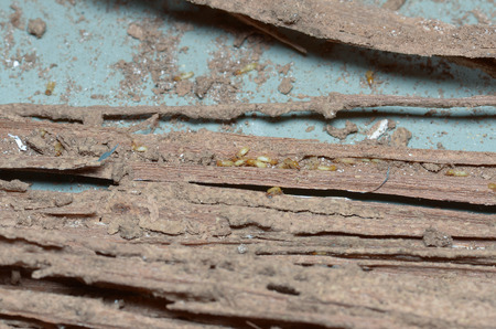 The wooden walls are being eaten by termites.
