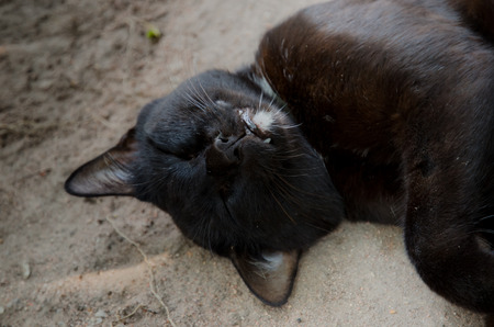 closeup cat is sleeping on the floor. Sleeping cat.の写真素材