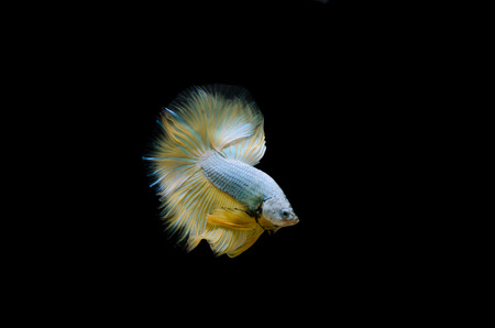 Fighting fish. Betta fish isolated on black background.の写真素材