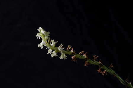 Peristylus, orchid.の写真素材