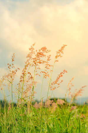 grass flower in natureの写真素材