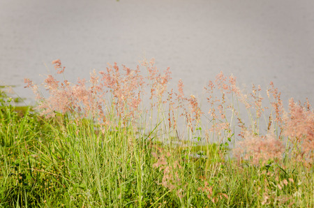 grass flower in natureの写真素材