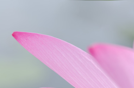 closeup photo of lotus petalの写真素材
