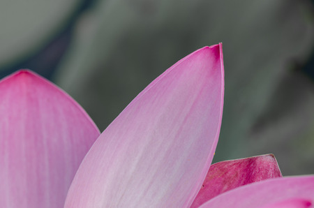 closeup photo of lotus petalの写真素材
