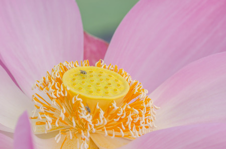 Closeup white lotus pollen, soft and select focusの写真素材