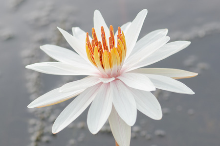 beautiful white waterlily or lotus flower in pondの写真素材
