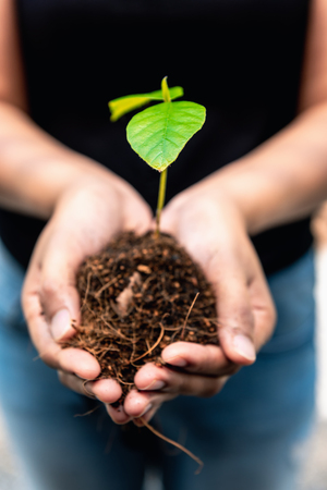 Safe the earth concept, Woman hands carrying seedling and a soils.の写真素材