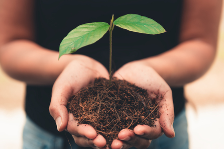 Safe the earth concept, Woman hands carrying seedling and a soils.の写真素材