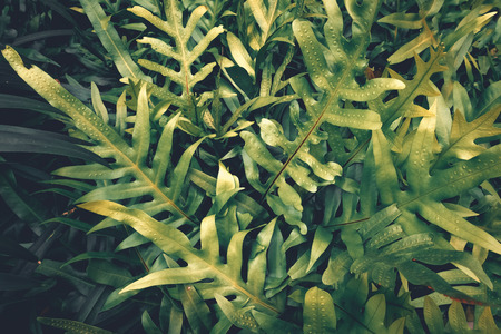 Natural green leavesの写真素材