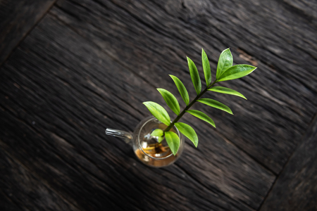 Home and Decoration Concept, Natural Green leaves of Ornamental plants on the table.の写真素材