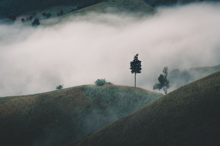 Corn fields mountain in the mist., Natural background.の写真素材