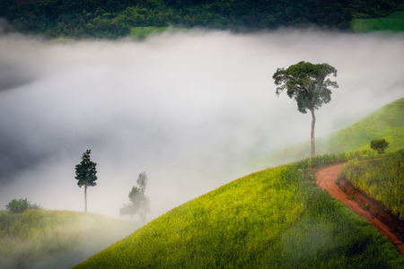 Corn fields mountain in the mist., Natural background.の写真素材