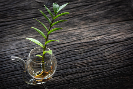 Home and Decoration Concept, Natural Green leaves of Ornamental plants on the table.の写真素材