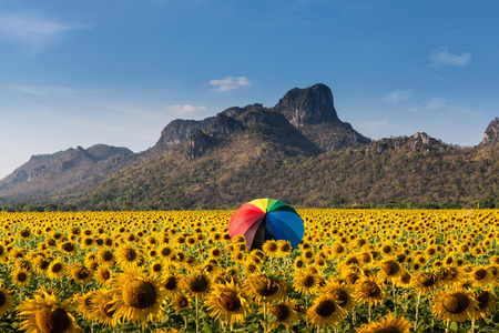 Landscape of sunflowers field with colorful umbrella in farming., Plantation agriculture of organic farm at daylight., countryside scenery background.の写真素材