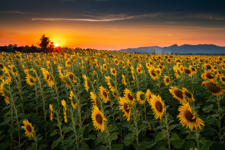Landscape of Sunflowers Blooming in The Field., Beautiful Scene of Agriculture Farming on Mountain Range Background at Sunset., Plantation of Crop Organic Farm and Countryside Traveling.の写真素材