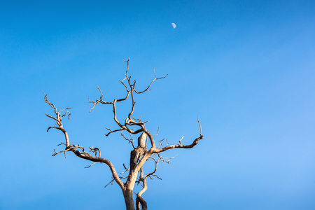 Landscape of Dead Tree at Daylight With The Moon, Abstract Background of The Nature.の写真素材
