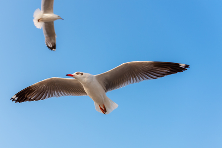 Crowd of Seagull Bird is Flying on The Sky at Evening. Animal and Wildlifeの写真素材